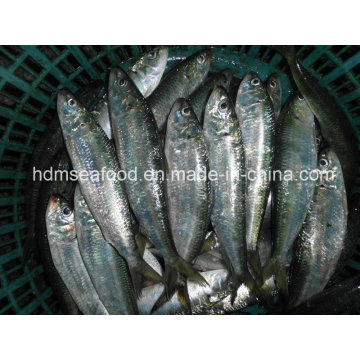 Frozen Sardine Fish